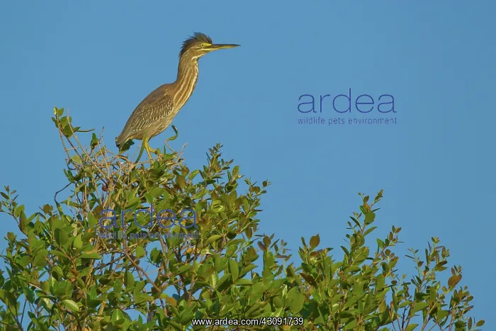 : Striated Heron : Striated Heron