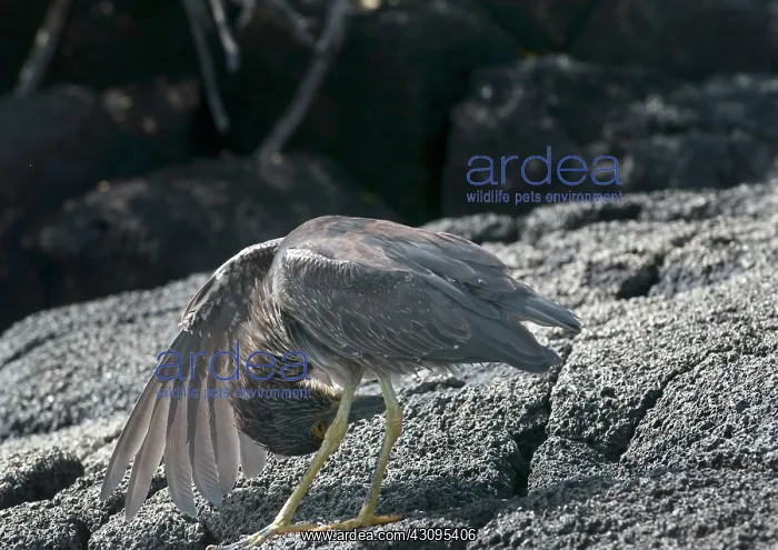  : Striated Heron