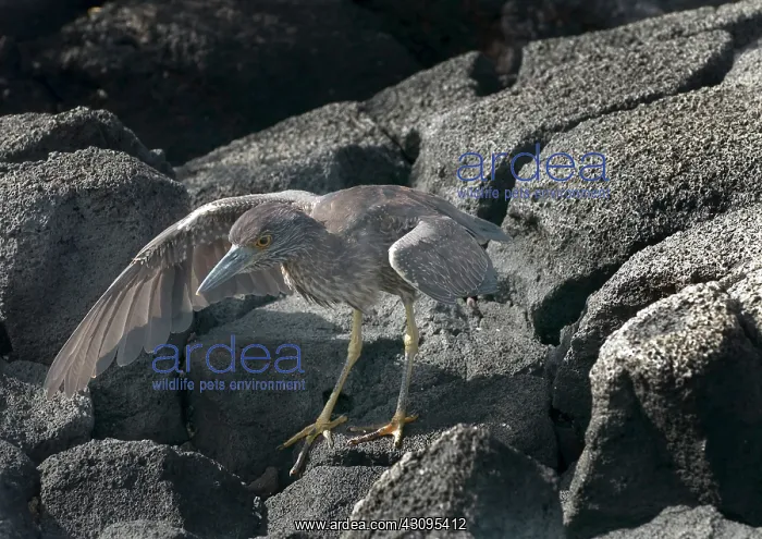 : Striated Heron : Striated Heron