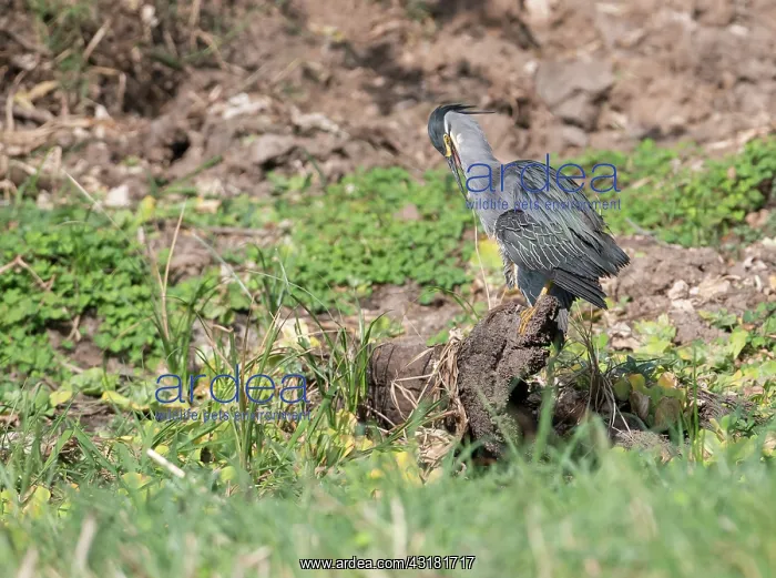 : Striated Heron : Striated Heron