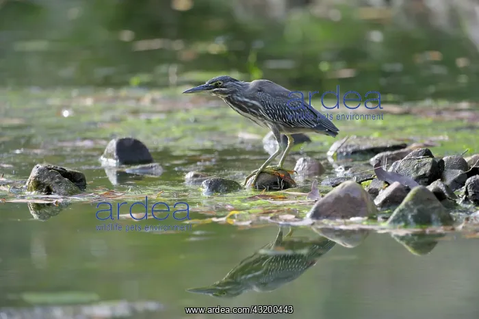 : Striated Heron : Striated Heron
