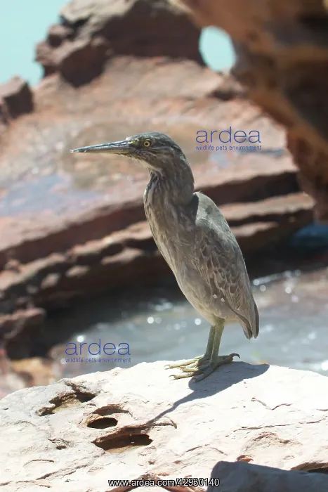 : Striated Heron - This bird was roosting among rocks : Striated Heron - This bird was roosting among rocks
