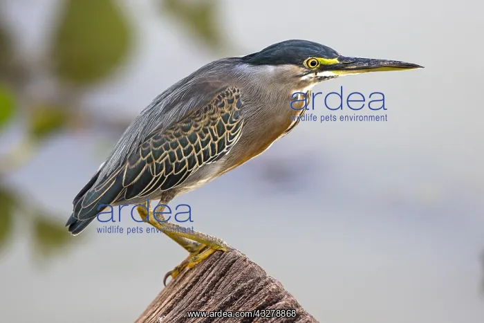 : Striated Heron (Butorides striata) perched on t : Striated Heron (Butorides striata) perched on t