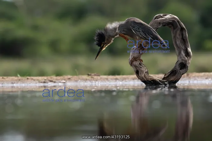 : Striated heron (Butorides striata), Zimanga Game : Striated heron (Butorides striata), Zimanga Game