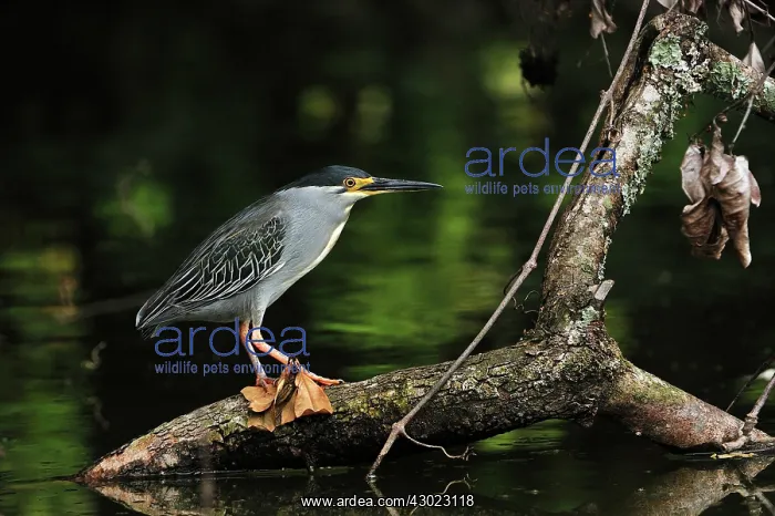 : Striated Heron / Green : Striated Heron / Green