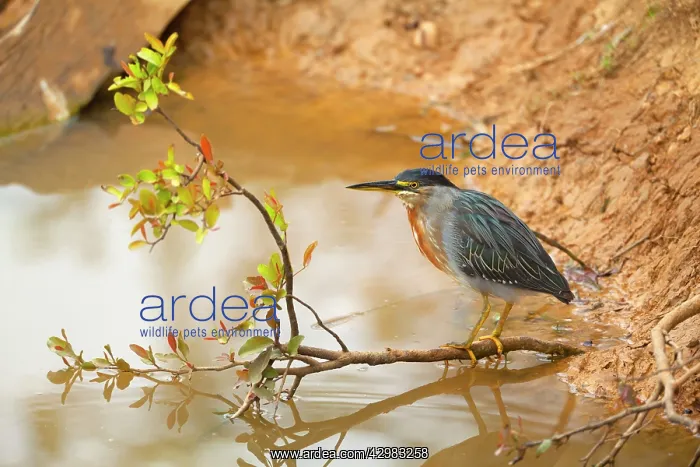 : Striated Heron / Green-backed Heron - adult perched : Striated Heron / Green-backed Heron - adult perched