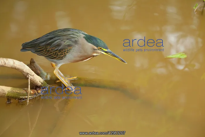 : Striated Heron / Green-backed Heron - adult perched : Striated Heron / Green-backed Heron - adult perched