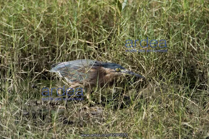 : Striated Heron / Mangrove Heron - creeping through : Striated Heron / Mangrove Heron - creeping through