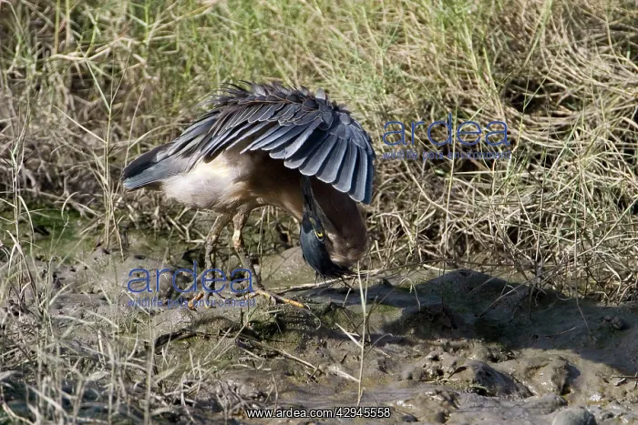 : Striated Heron / Mangrove Heron - preening : Striated Heron / Mangrove Heron - preening