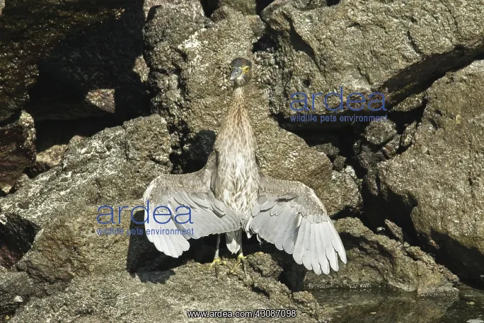 : Striated heron thermoregulating : Striated heron thermoregulating
