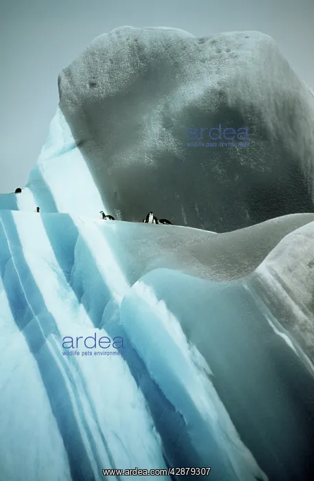 : Striated Iceberg - Jade to blue with Chinstrap Penguins : Striated Iceberg - Jade to blue with Chinstrap Penguins