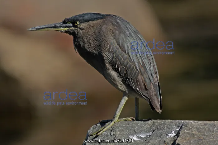 : Striated / Mangrove Heron / Little Heron / Green-backed : Striated / Mangrove Heron / Little Heron / Green-backed