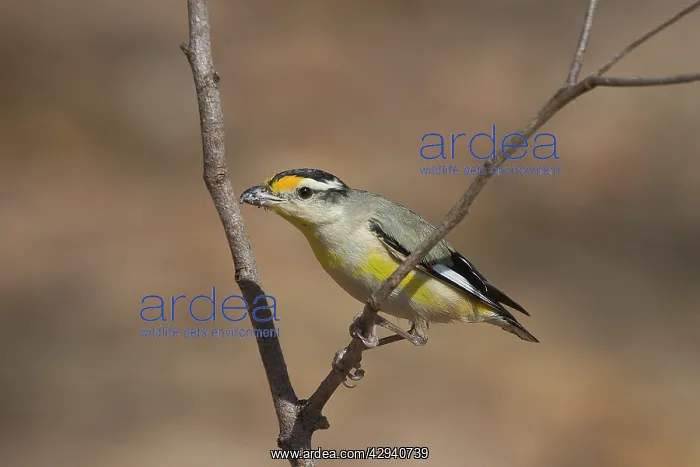 : Striated Pardalote : Striated Pardalote
