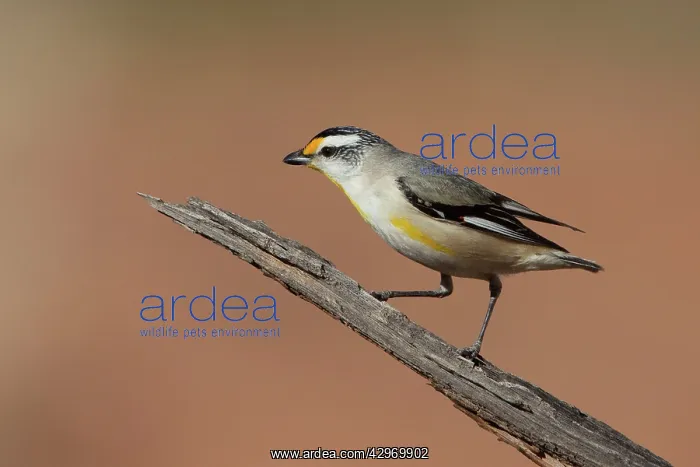 : Striated Pardalote : Striated Pardalote