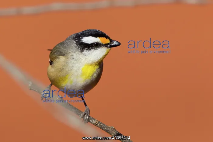 : Striated Pardalote : Striated Pardalote