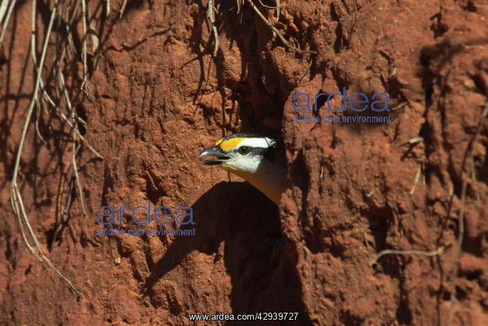 : Striated Pardalote - Emerging from nest hole : Striated Pardalote - Emerging from nest hole