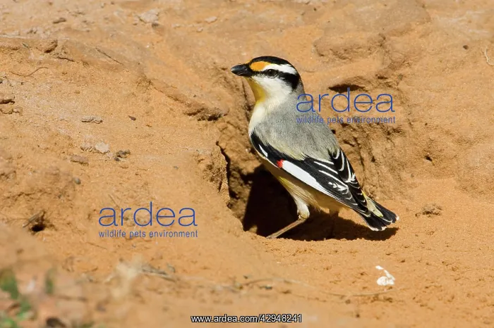 : Striated Pardalote - At the entrance to a nest : Striated Pardalote - At the entrance to a nest