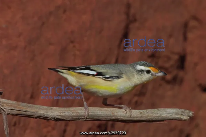 : Striated Pardalote - Near nest site : Striated Pardalote - Near nest site