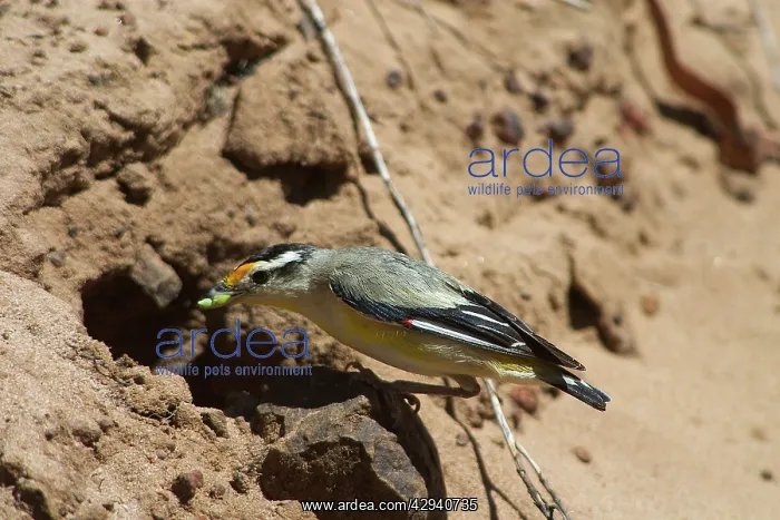 : Striated Pardalote - At nest with food in mouth : Striated Pardalote - At nest with food in mouth
