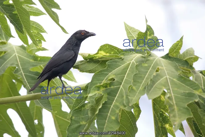  : Striated Starling