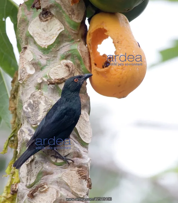 : Striated Starling - feeding on pawpaw : Striated Starling - feeding on pawpaw