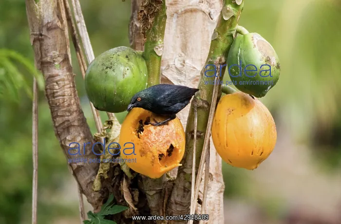 : Striated Starling feeding on pawpaw : Striated Starling feeding on pawpaw