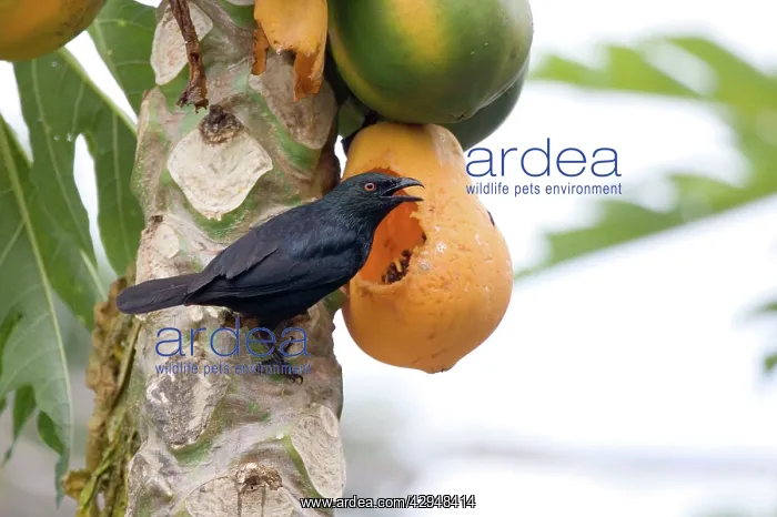 : Striated Starling feeding on pawpaw : Striated Starling feeding on pawpaw