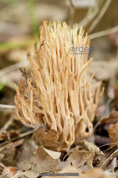 : Strict-Branch Coral : Strict-Branch Coral