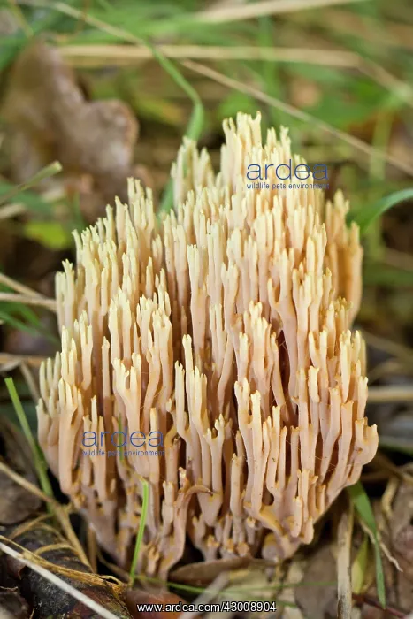 : Strict-Branch Coral : Strict-Branch Coral