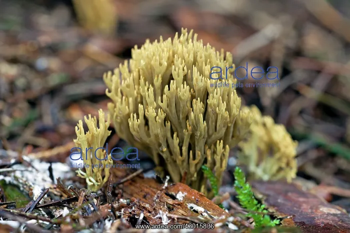 : Strict-branch Coral Fungus - growing on woodland : Strict-branch Coral Fungus - growing on woodland