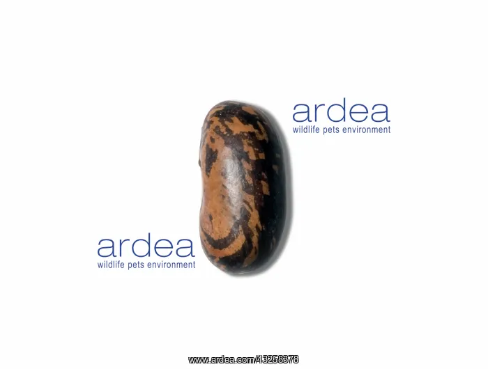 : String Bean Seed : String Bean Seed