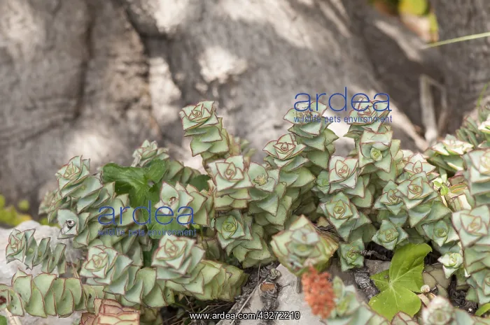 : String of Buttons or Necklace vine (Crassula perforata) : String of Buttons or Necklace vine (Crassula perforata)