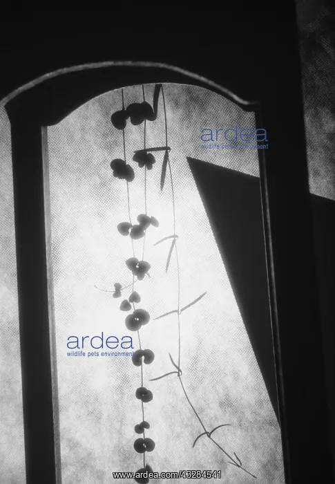 : String of hearts, Cereopegia woodii, Black & : String of hearts, Cereopegia woodii, Black &