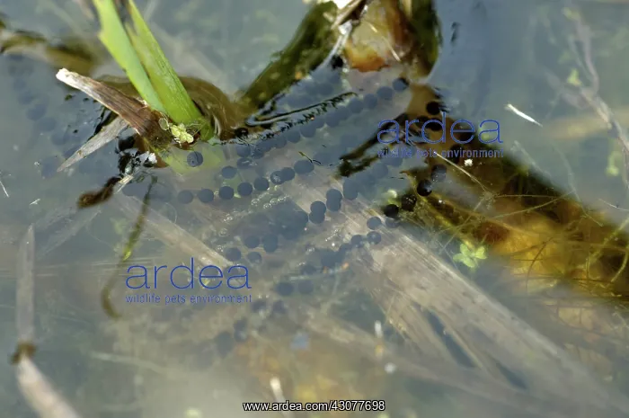 : Strings of toad spawn in a garden pond : Strings of toad spawn in a garden pond