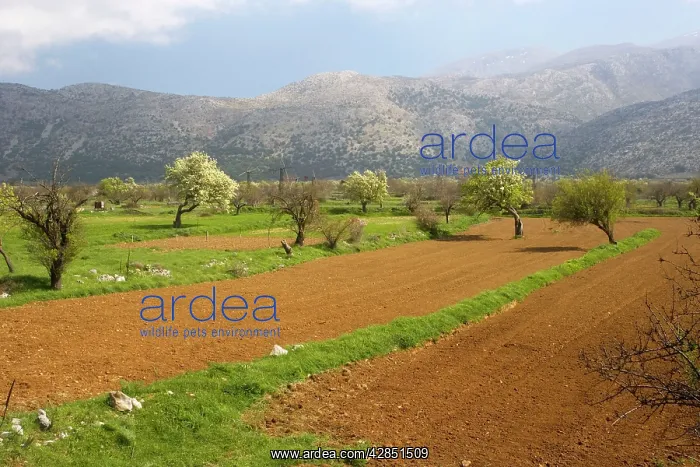 : Strip cultivation on the Lassithi plateau, East : Strip cultivation on the Lassithi plateau, East