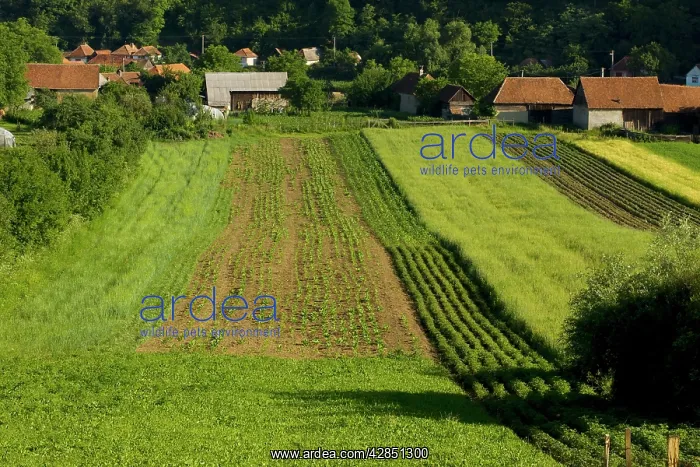 : Strip farming arable fields : Strip farming arable fields