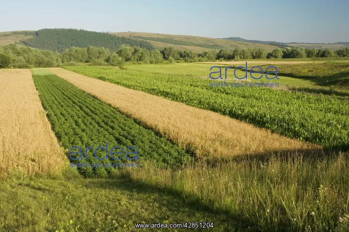 : Strip fields in fragmented ownership : Strip fields in fragmented ownership