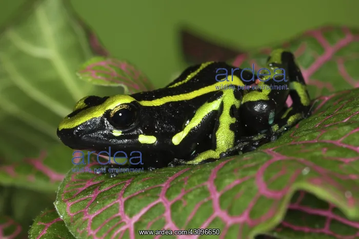 : Three Stripe Dart Frog : Three Stripe Dart Frog