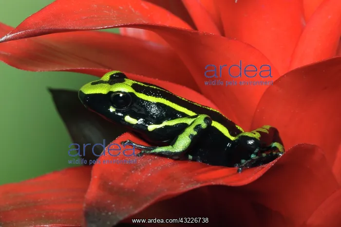 : Three Stripe Dart Frog (Ameerega trivittatus : Three Stripe Dart Frog (Ameerega trivittatus