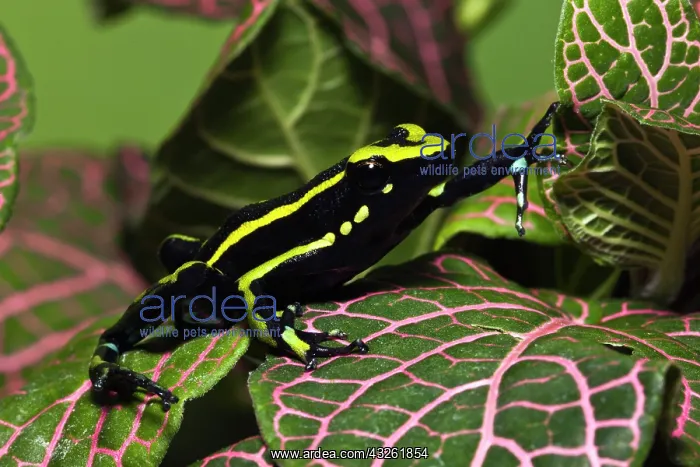 : Three Stripe Dart Frog (Ameerega trivittatus : Three Stripe Dart Frog (Ameerega trivittatus