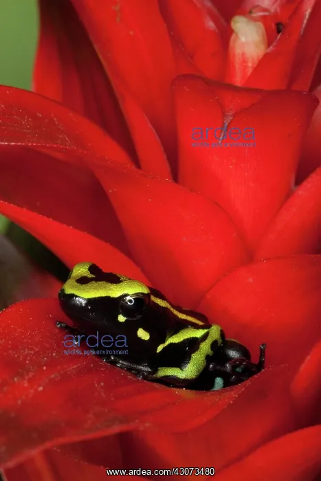 : Three Stripe Dart Frog (Epipedobates trivittatus) : Three Stripe Dart Frog (Epipedobates trivittatus)