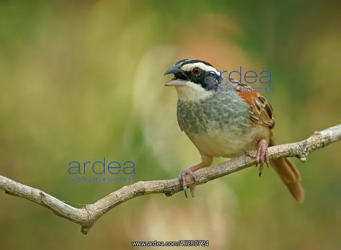 : Stripe-headed Sparrow (Peucaea ruficauda) sits calling : Stripe-headed Sparrow (Peucaea ruficauda) sits calling