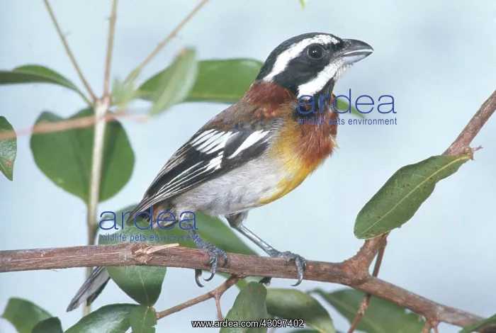 : Stripe-headed Tanager : Stripe-headed Tanager