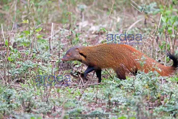 : Stripe-necked Mongoose : Stripe-necked Mongoose