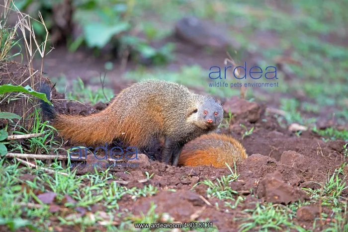 : Stripe-necked Mongoose eating termites : Stripe-necked Mongoose eating termites