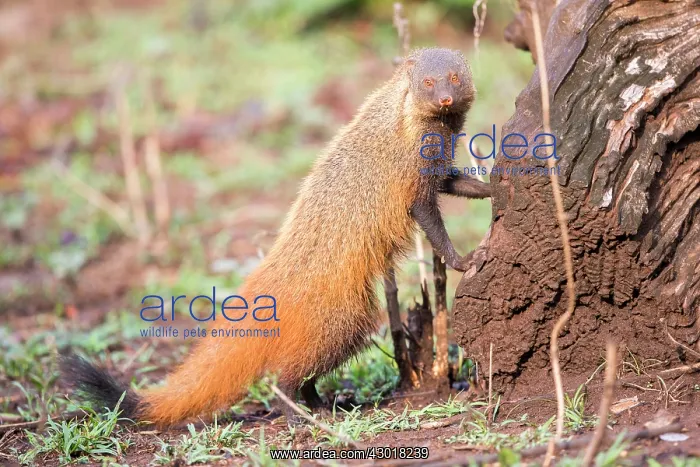 : Stripe-necked Mongoose eating termites : Stripe-necked Mongoose eating termites
