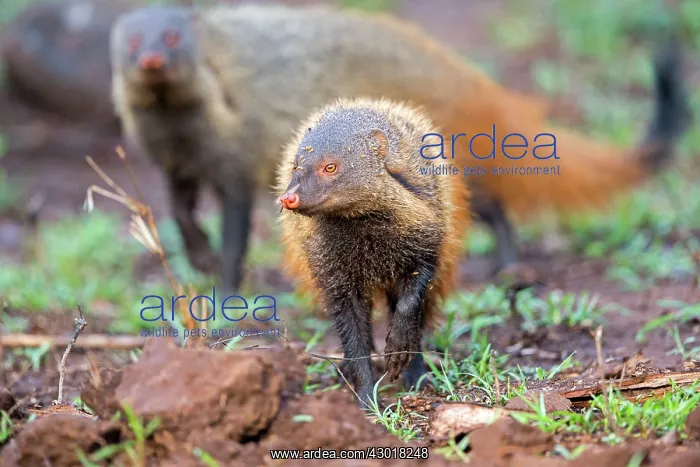 : Stripe-necked Mongoose eating termites : Stripe-necked Mongoose eating termites