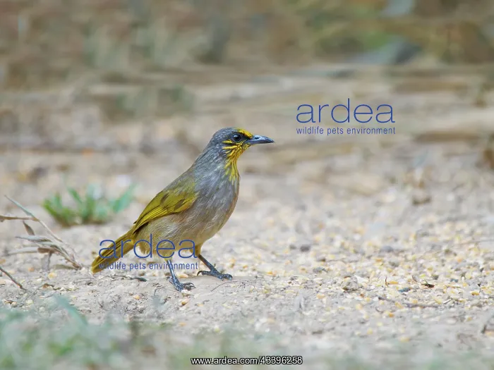  : Stripe Throated Bulbul Pycnonotus finlaysoni Da