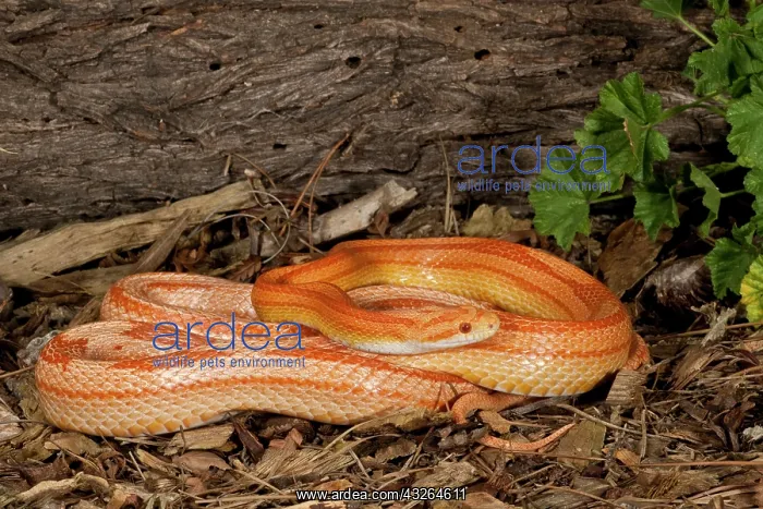 : Striped Albino Corn Snake, Elaphe guttata : Striped Albino Corn Snake, Elaphe guttata