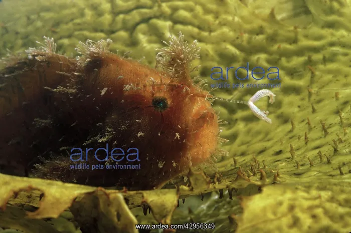 : Striped anglerfish : Striped anglerfish